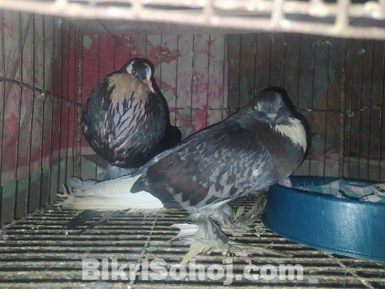 কালো পটার বল কবুতর